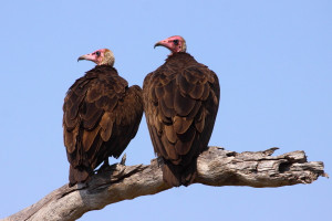 Hooded Vultures , photo by Adam Riley