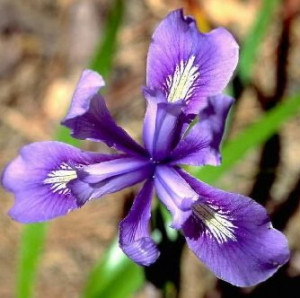 Rotational+symmetry+in+architecture