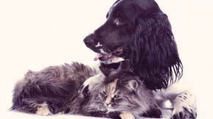 Mast cell cancer is a common form of skin cancer in dogs and cats, and ...