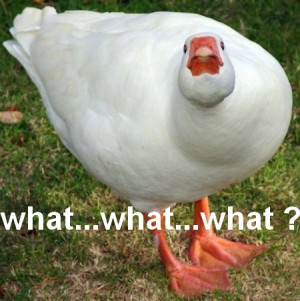 funny goose image funny goose image