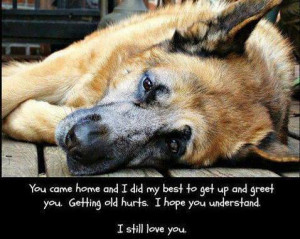 Old Dogs Love You Just As Much As Always, It’s Just Harder Now To ...