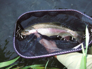 Re: Trout Bum picture thread