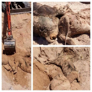 Bundy Family Releases More Graphic Images Of Cattle Mass Graves