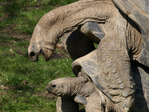 Olympus Evolt E410 Animal Turtle Amsterdam Zoo Animals