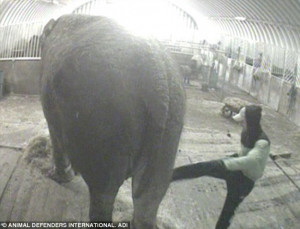 Circus boss and his wife are charged with animal cruelty after secret ...
