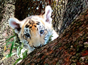 Tiger Cub Profile