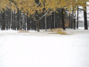 quotes fallen angels quotes bookrags study guides essays important ...