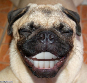 Direct image link: Happy Pug