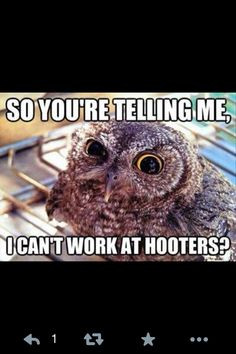 funny animals skeptic owl laugh hooter funny animal pictures funny ...