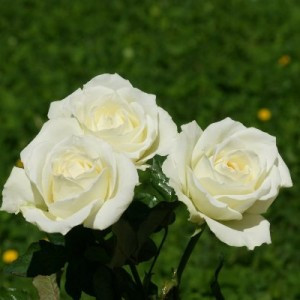 White Rose Flower Quotes. QuotesGram