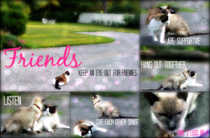 cat-friends-quote-mancat-monday-510x338.png