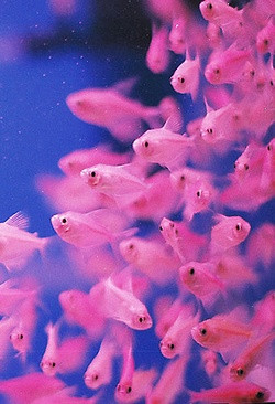 les poissons!Keep Swimming, Pretty Pink, Fish Tanks, Colors, Hot Pink ...