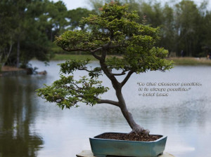 Potted Bonsai Tree And Goes Above Quote