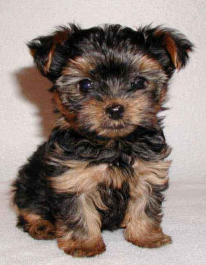 cute, puppy, terrier, yorkshire