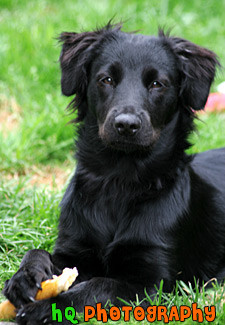 Black Labrador Puppy Cute Dog