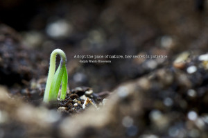 Adopt the pace of nature, her secret is patience. Ralph Waldo Emerson