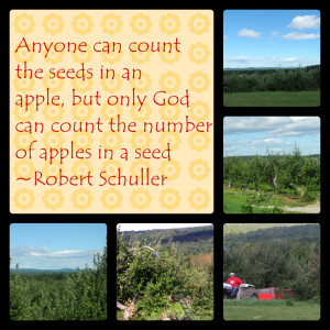 Apple Orchard Afternoon