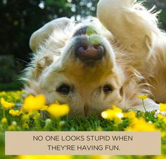 On forgetting insecurities: And more cute adorable puppies and quotes ...