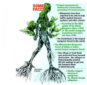 Save the mangroves