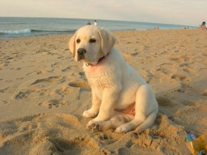 Beach #Yellow Lab #Puppy #Paw Prints