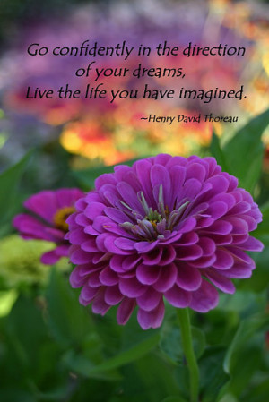 ... › Colorful Purple Zinnia Flower with Henry David Thoreau quote