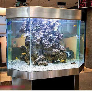 Large Fish Tanks Aquariums