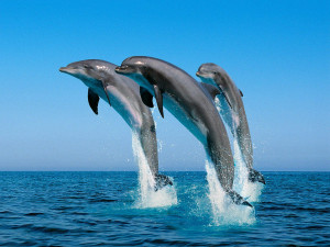 bottlenose dolphins and teamwork
