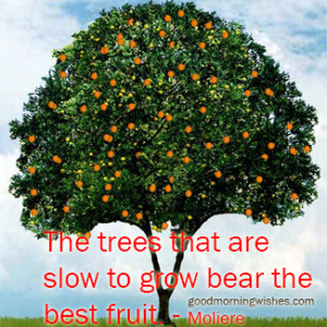 the trees that are slow to grow bear the best fruit morning quotes