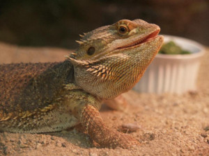 Related Pictures dragon wings pictures