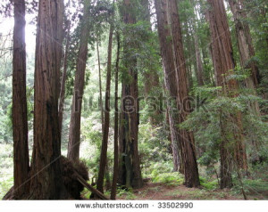 Giant Redwood Sequoia Trees at Muir Woods in California - stock photo
