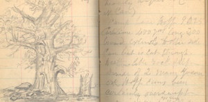 John Muir made pencil sketches of what he saw when he hiked. Many of ...