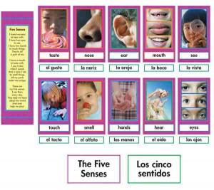 Spanish English Five Senses