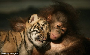 Creature comforts: Cuddling is also common in the animal kingdom as ...