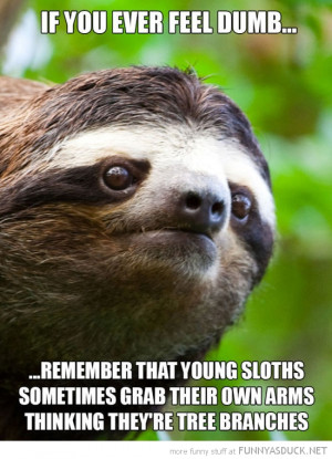 Funny Sloth Captions Funny+sloth+pictures+(16)