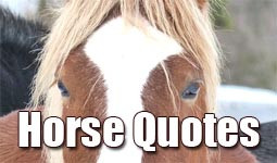 Horse Quotes and Sayings about Riders