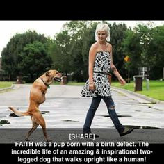 ... quotes heartfelt stories touch moments doggie dogs sweet touch stories