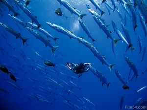diver-under-the-sea-near-beautiful-small-fishs-group-with-blue ...