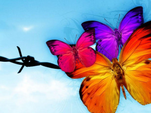 image description for colorful butterfly wallpaper colorful butterfly ...