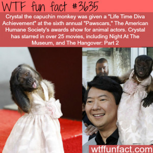 The monkey actor from The Hangover wins an award - WTF fun facts