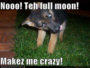 funny-dog-pictures-werewolf-dog-goes-crazy-in-your-yard
