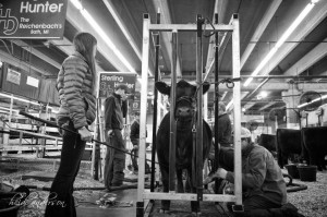 Show Cattle Quotes Snapshot from the mile high