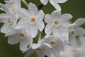 Spring Showers Bring May Flowers Photograph