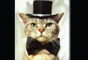 Cats with Bow Ties