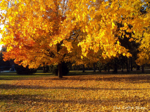 Fall Quotes Tuesday of quotes - it's fall!