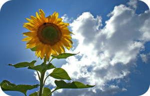 Sunflower meaning is mostly derived from solar (sun) symbolism which ...