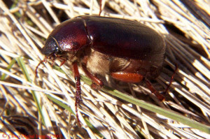 ... wondering so i googled green beetle figeater beetle may bug june bug