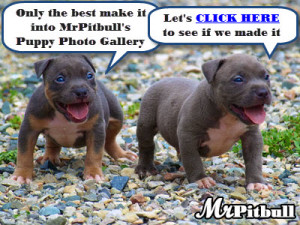 ... cows pet cute litter of pit bull funny pitbull dog quotes born to love