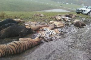 Exotic Animals Killed: GRAPHIC PHOTO Emerges Of Zanesville, Ohio ...