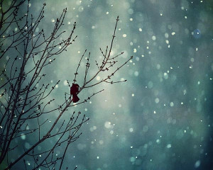 Winter Tree Landscape Photograph - navy blue midnight blue white black ...