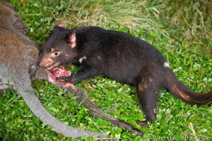 Tasmanian Devil Feeding